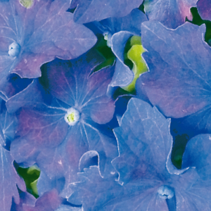 Hydrangeas