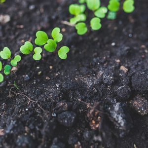 Compost
